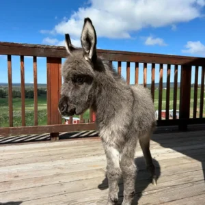 coco mini donkey for sale