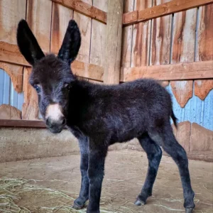 Dora- Mini Donkey For Sale