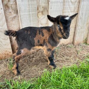 mini goats for sale