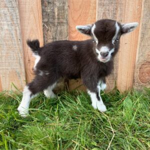 mini goats for sale