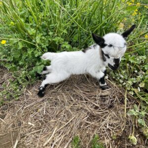 mini goats for sale
