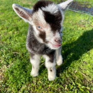 mini goats for sale