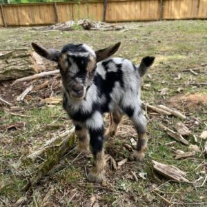 mini goats for sale