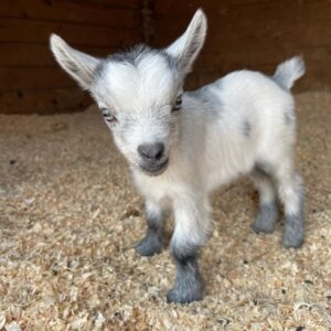 Andy (Nigerian Dwarf Goats)