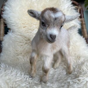 mini goats for sale