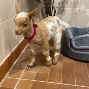mini goats for sale