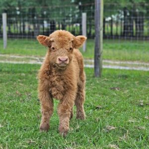 Fergus (Mini Highland Cow) Miniature